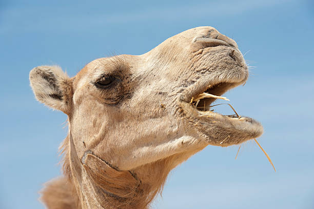 istock Head of a dromedary camel 114262695