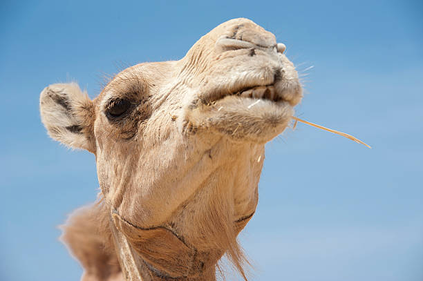 istock Head of a dromedary camel 114262697