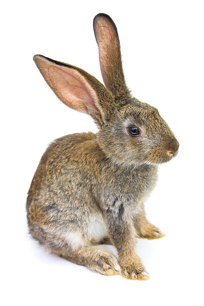 istock Happy New Year of rabbit 114262732