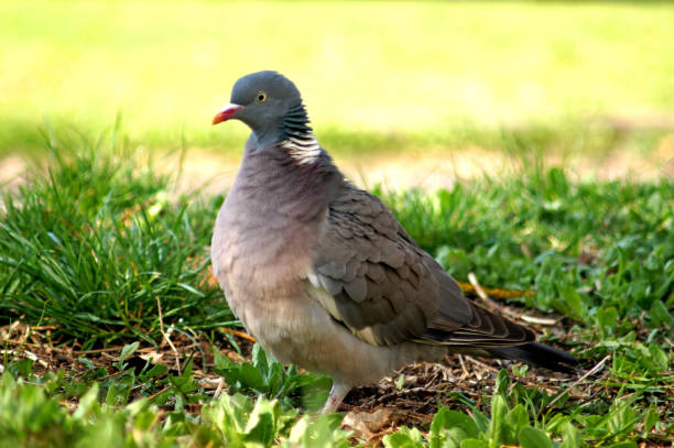 istock Wood Pigeon, Columba palumbus 1142628000