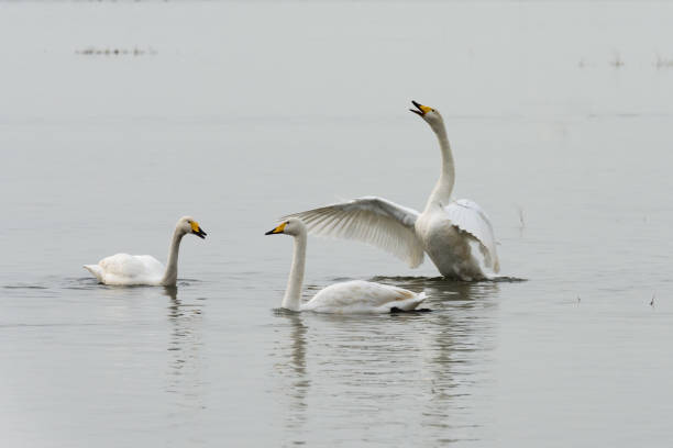 istock The white swan swimming 1142628019