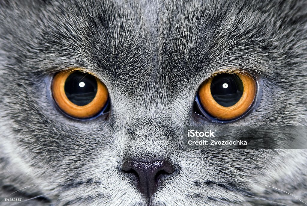 Chat Yeux jaunes - Photo de Animaux de compagnie libre de droits