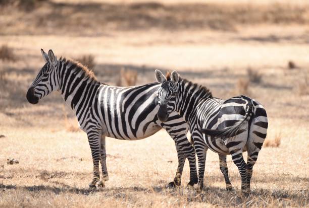istock Zebra mother and child 1142628689