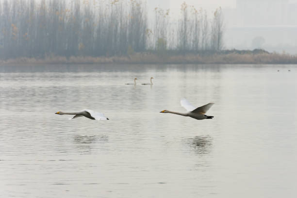 istock Swan flying in the air 1142628841