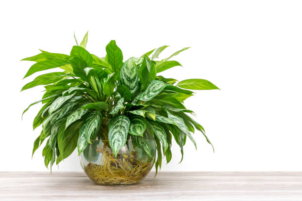 los esquejes de aglaonema enraizando en un jarrón de vidrio - tupido fotografías e imágenes de stock