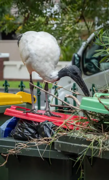 Australian white ibis (Threskiornis molucca) or bin chicken standing on bins and eating from them on a city street