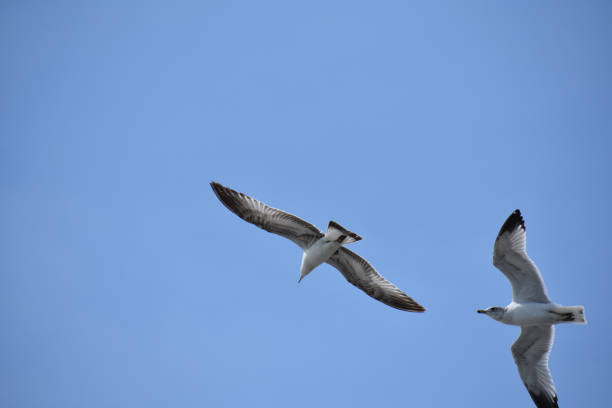 istock Two sea gulla flying in clear blue sky 1142630317