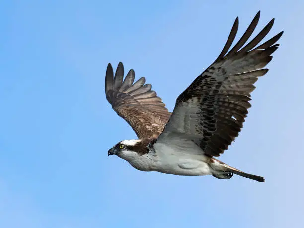 Osprey in flight in its natural habitat in Sweden