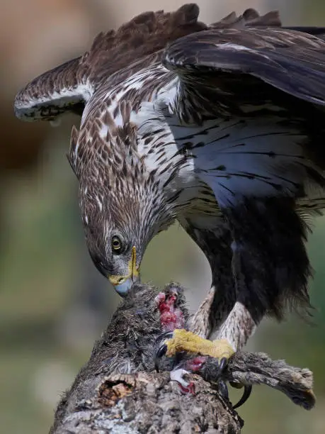 Photo of Bonellis eagle (Bandaged Eagle)