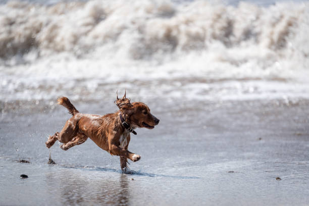 валлийский спрингер спаниель собака - show dog стоковые фото и изображения