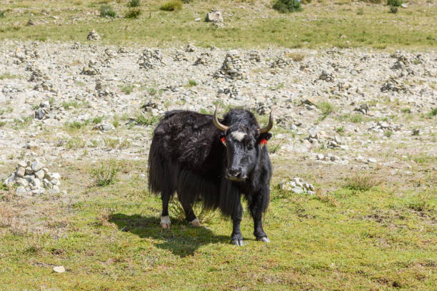 istock A black Yak at the Yamdrok Lake (also known as Yamdrok Yumtso or Yamzho Yumcoone of the three largest sacred lakes in Tibet, China) 1142631725