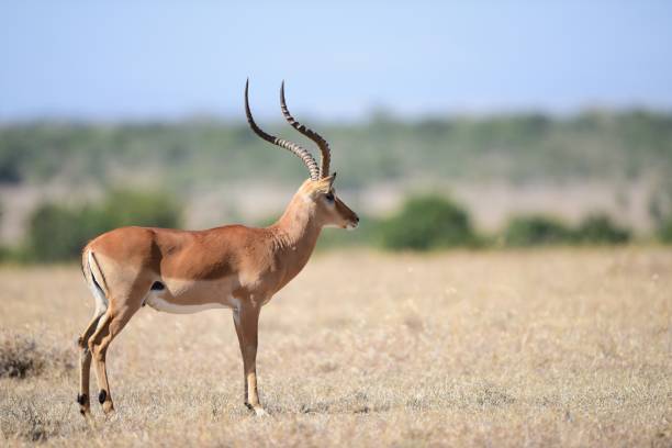istock Male gazelle in savannah 1142631808