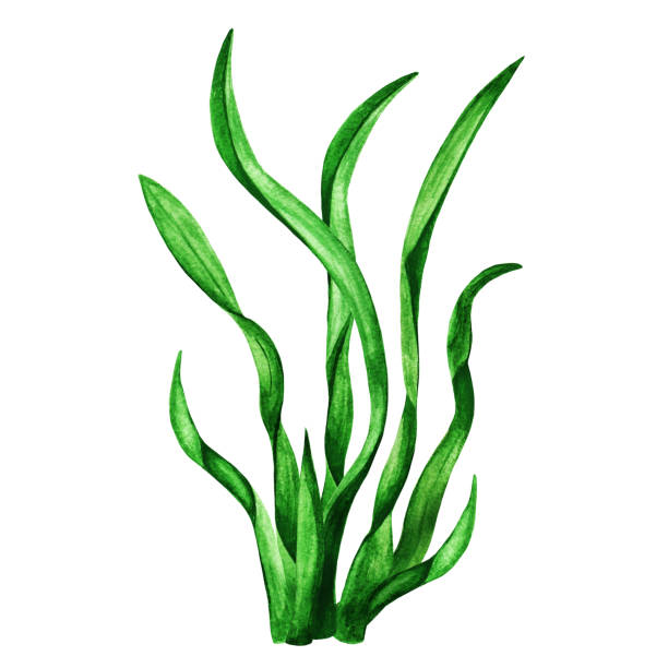 Nori. Watercolor seaweed Nori. Watercolor seaweed. Plant. Green grass closeup isolated on white background. Hand painting on paper bush isolated white background plant stock illustrations