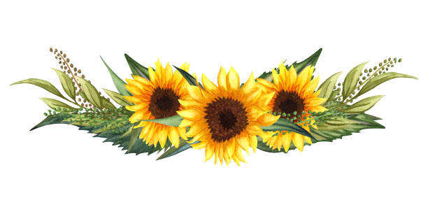 Beautiful floral collection with sunflowers,leaves,branches,fern leaves. Bright watercolor bouquet. Watercolor floral wreath with sunflowers,leaves, foliage, branches, fern leaves and place for your text. Perfect for wedding, invitations, greeting cards, print. Round autumn"u2019s sunflowers frame. weed leafs clip art stock illustrations