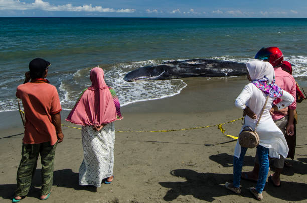 os povos locais testemunham a espécie de baleias de esperma ou de cabeças da caixa (macrocephalus do physeter) encalhado e inoperante na costa de ujong kareung, aceh besar, província de aceh. - whale sperm whale beached dead animal - fotografias e filmes do acervo