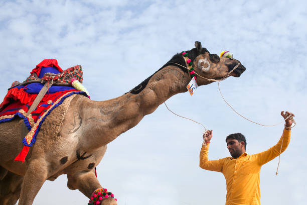 인도 라자 스 탄에서 낙 타 축제를 하는 동안 낙 타 춤 - pushkar camel fair 뉴스 사진 이미지