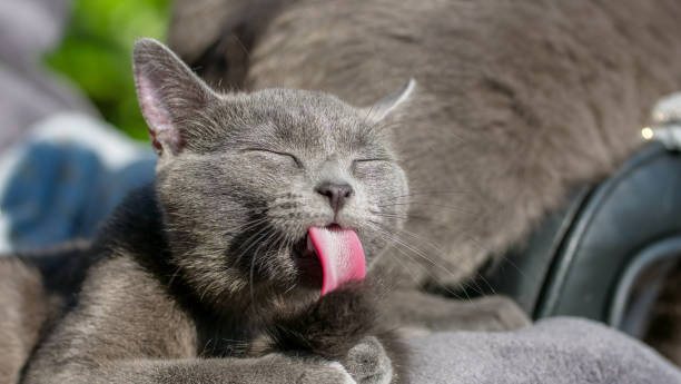 istock Kitten tongue out 1142633410