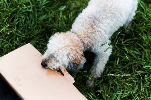 Dog Biting And Ripping At Cardboard In Long Grass Dog biting and ripping at cardboard in long grass. dog ate my homework stock pictures, royalty-free photos & images
