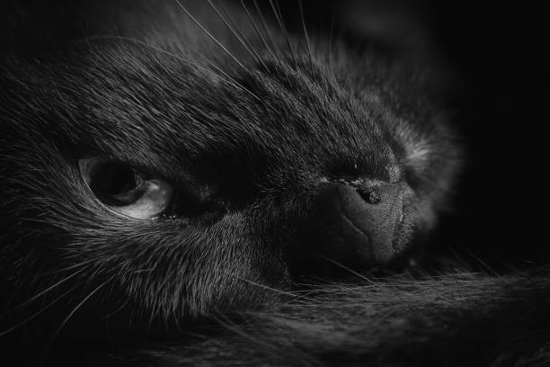 black cat portrait stock photo