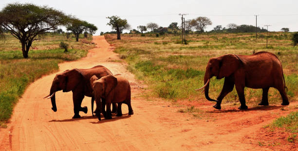 istock African elephants in the Savannah, Kenya 1142636764