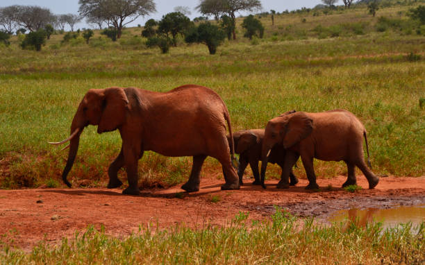 istock African elephants in the Savannah, Kenya 1142637288