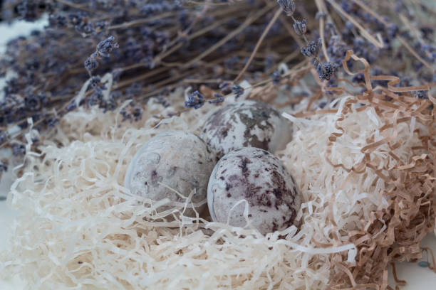 istock Paschal colored eggs inthe nest on white background with lavender twings. Easter decoration. 1142637558