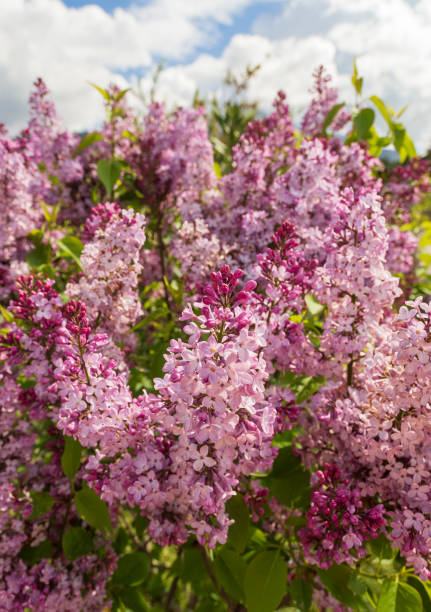istock Lilac (Syringa vulgaris) blooms warm, spring, Sunny day 1142637759