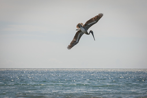 Pelican hunting for fish in pacific ocean. Costa Rica, Central America
