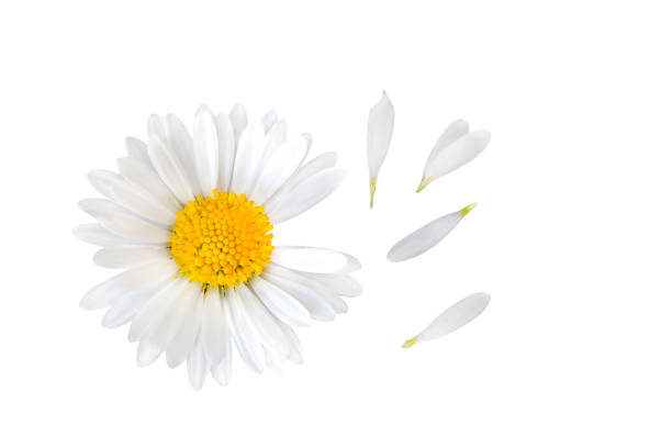 Bellis perennis flower with separate petals