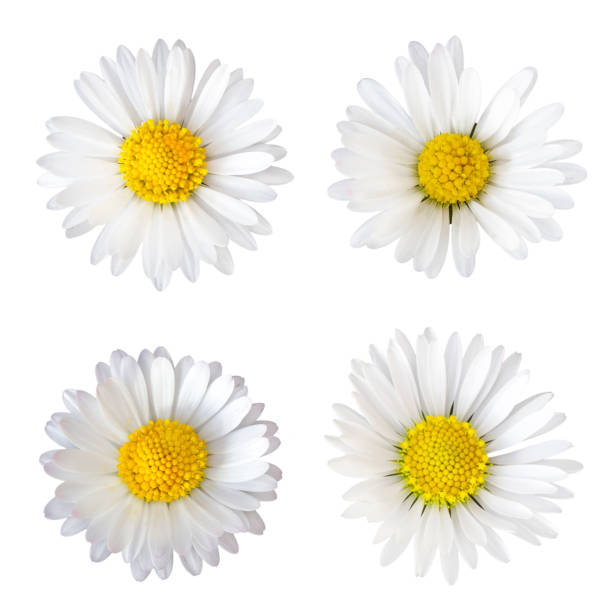 vier daisy blumen (bellis perennis) auf weißem hintergrund isoliert - gänseblümchen gattung stock-fotos und bilder