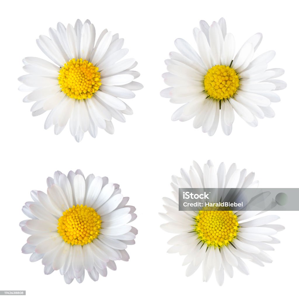 Four daisy flowers (Bellis perennis) isolated on white background Common Daisy Stock Photo