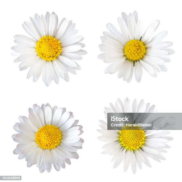 Four Daisy Flowers Isolated On White Background Stock Photo - Download Image Now