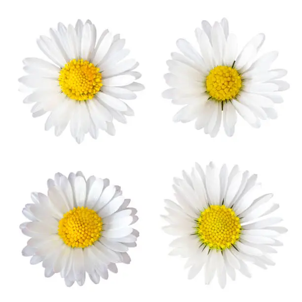 Photo of Four daisy flowers (Bellis perennis) isolated on white background