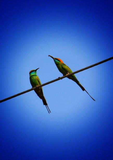 istock Green bee eater couple bird 1142639149