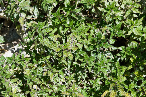 Urtica hyperborea