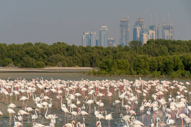 istock Dubai creek and Greater Flamingo flock 1142639627