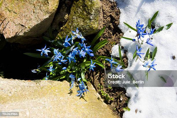 Photo libre de droit de Bellflowers Dans La Neige banque d'images et plus d'images libres de droit de Arbre en fleurs - Arbre en fleurs, Caillou, Famille des Campanulacées