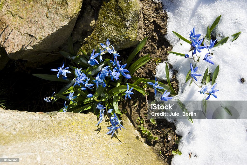 Bellflowers の雪 - カラー画像のロイヤリティフリーストックフォト