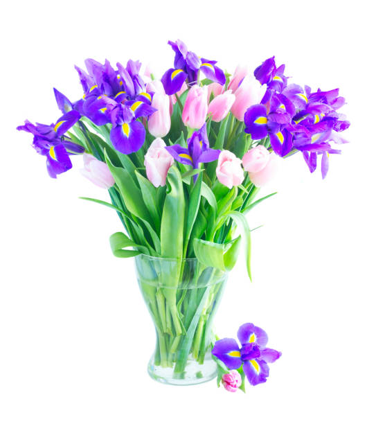 istock Blue irises and pik tulips 1142640530