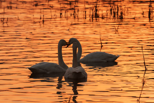 istock White swan swimming in the sunset 1142640631