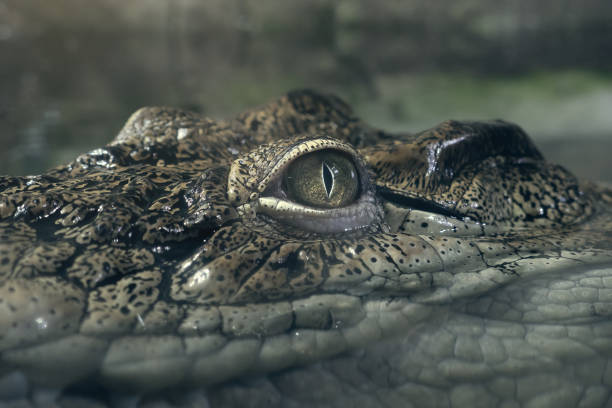 istock Crocodile eye above water surface looks at camera, close up 1142640682