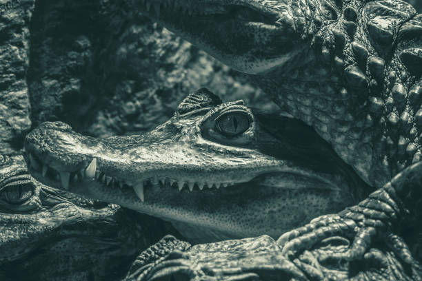 istock Crocodile head with sharp teeth and eye looking at camera, black and white photo 1142640706