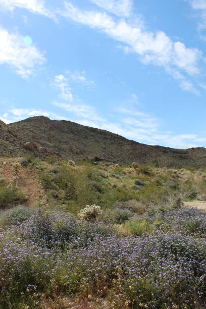 istock BURST OF BIODIVERSITY - JOSHUA TREE NP - 032019 L 1142640765