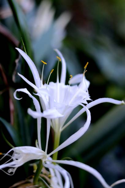 istock Florals from Greenhouses 1142640809