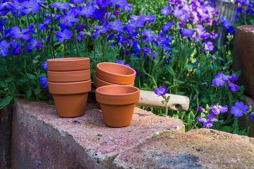 Some terracota pots and a hand shovel in garden. With beautiful blue blooming plants in background.