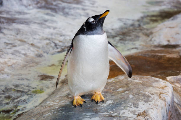 젠투 펭귄. - bird black penguin gentoo penguin 뉴스 사진 이미지