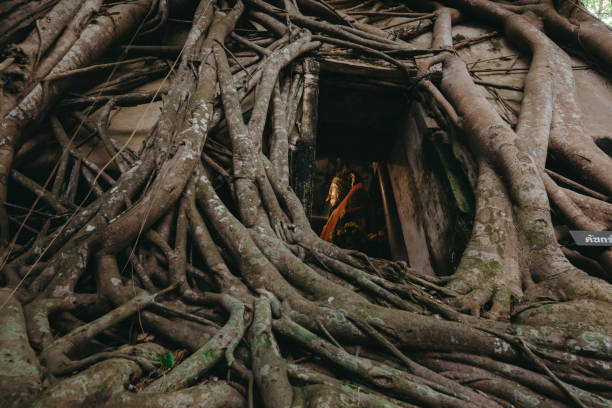 temple recouvert de racines banyan tree au temple wat bang kung, samut songkhram. thaïlande. - aile vestigiale photos et images de collection
