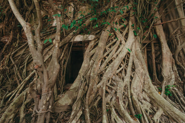 templo coberto com as raizes da árvore de banyan no templo de wat bang kung, samut songkhram. tailândia. - vestigial wing - fotografias e filmes do acervo