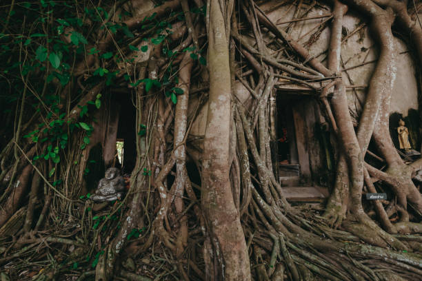 tempel bedeckt mit banyan tree wurzeln am wat bang kung tempel, samut songkhram. thailand. - vestigial wing stock-fotos und bilder