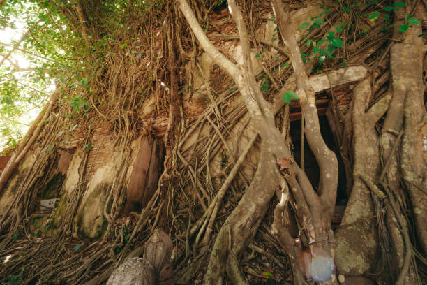 templo coberto com as raizes da árvore de banyan no templo de wat bang kung, samut songkhram. tailândia. - vestigial wing - fotografias e filmes do acervo